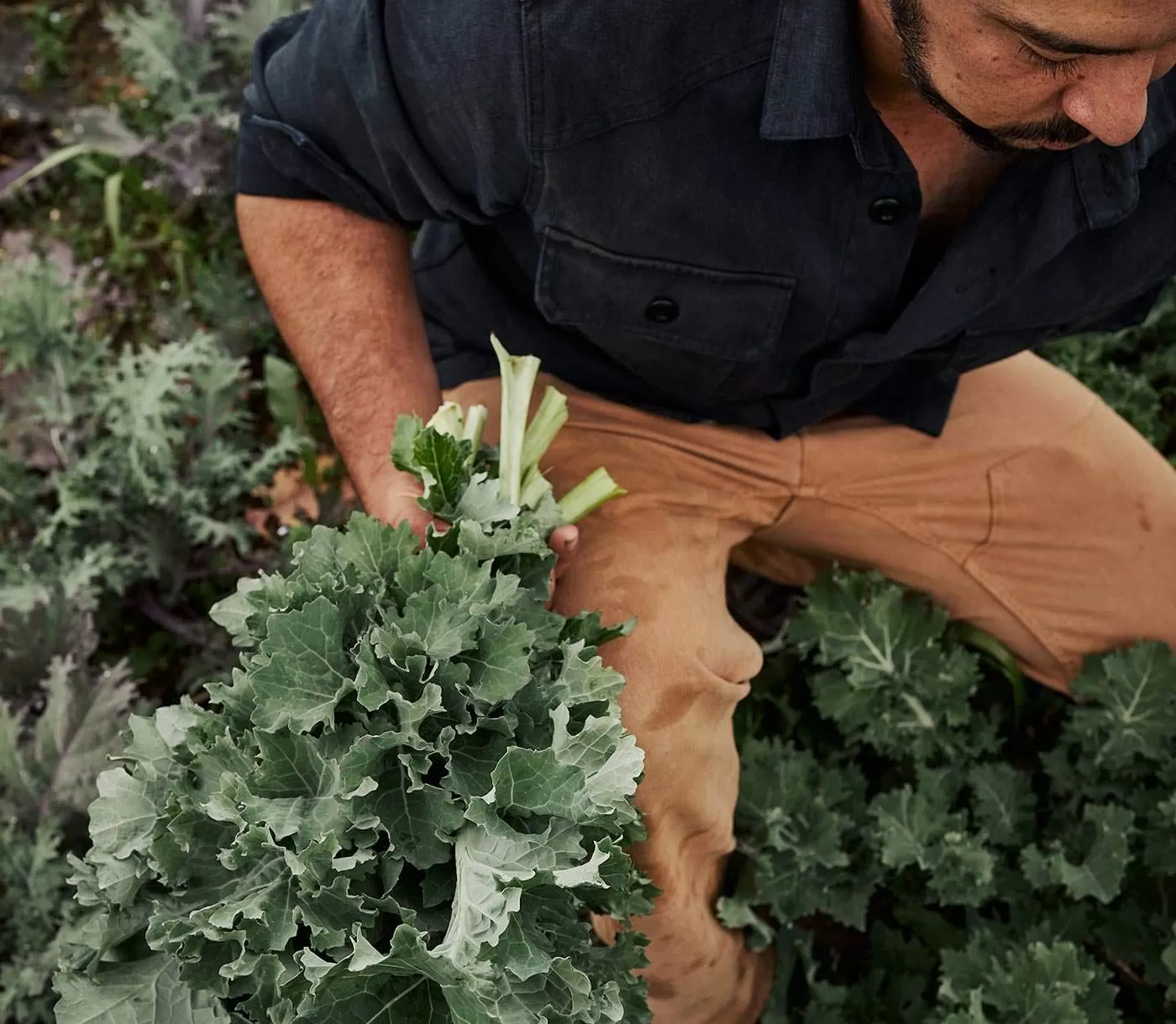 The Original Organic